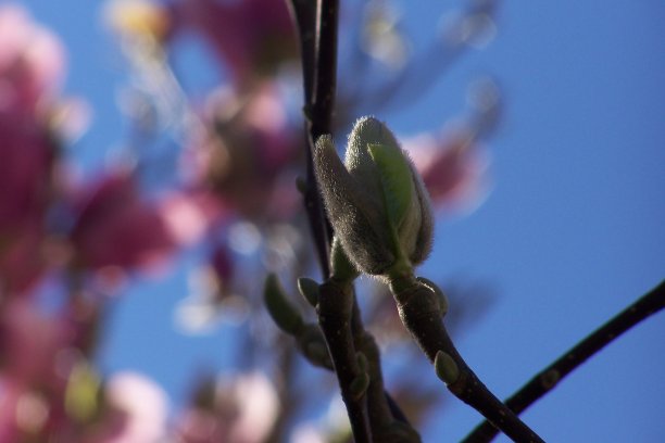 春天开花图片下载