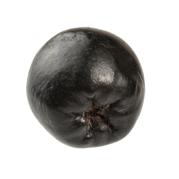 单个野蔷薇(野蔷薇)果实的细节，孤立在白色背景上。图片下载