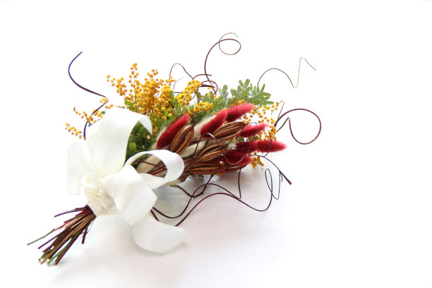 赃物的含羞草图片下载