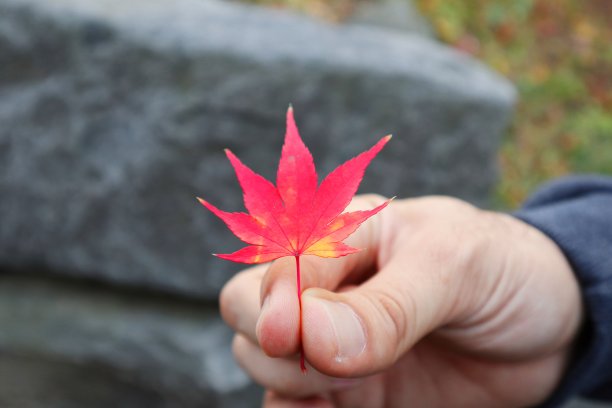 一个红色的叶子图片下载