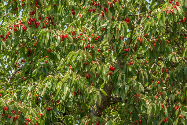 满是成熟红樱桃的樱桃树图片下载