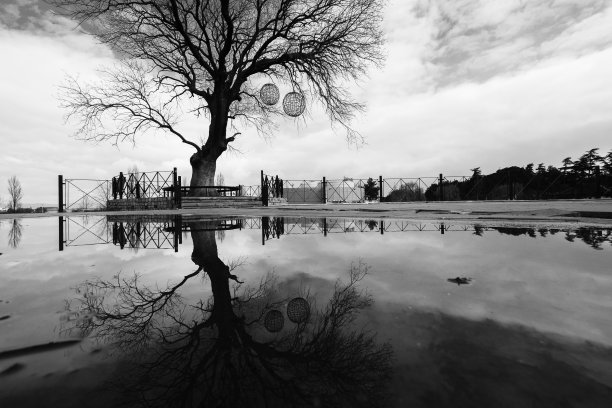 孤独的树在水中反射长时间的曝露图片下载