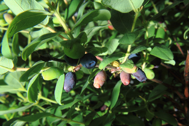 忍冬属植物的浆果图片下载