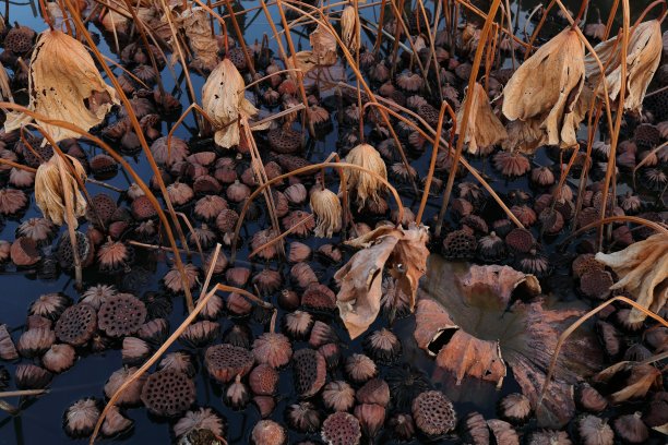 干燥植物现场特写图片下载