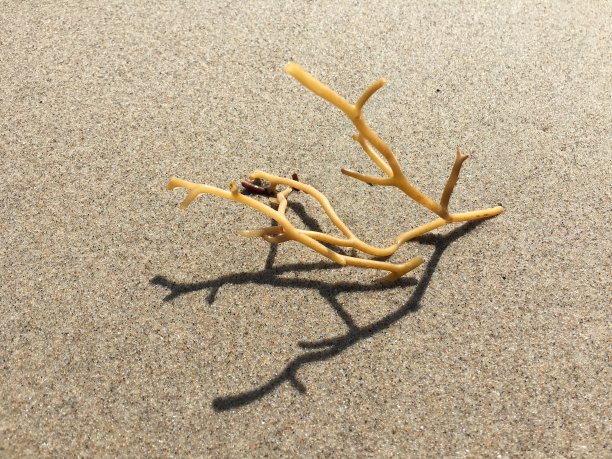 沙滩上的简单静物图片下载