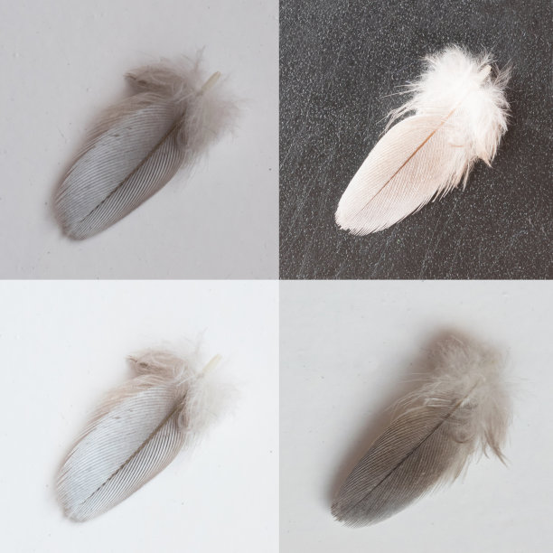 鸟的羽毛拼贴图片下载