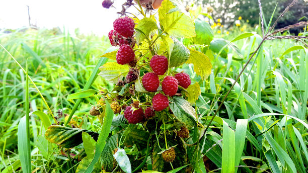灌木丛上成熟的红覆盆子。图片下载