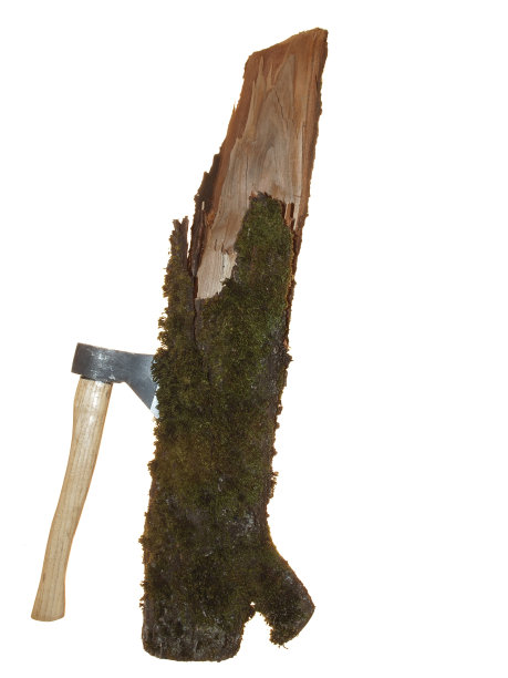 部分老树干覆盖着青苔，白色背景上孤立地插着斧头。图片下载