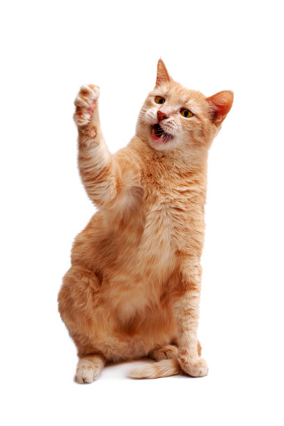 愤怒的姜猫坐着，抬起爪子向前看，爪子孤立在白色的背景上图片下载