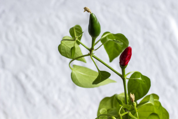 一根树枝上有两颗红椒和青椒荚。特写镜头。白色背景图片下载