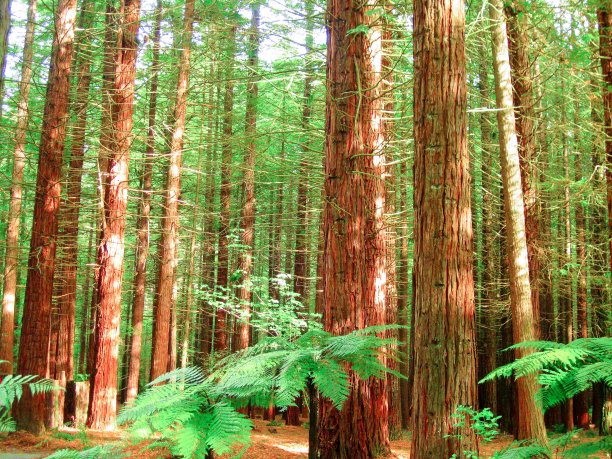 红木树森林图片下载