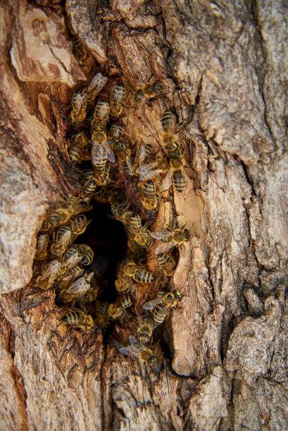 蜜蜂在树洞的野蜂巢里采集蜂蜜。图片下载