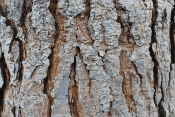 树皮图片下载