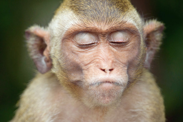 可爱的猴子图片下载