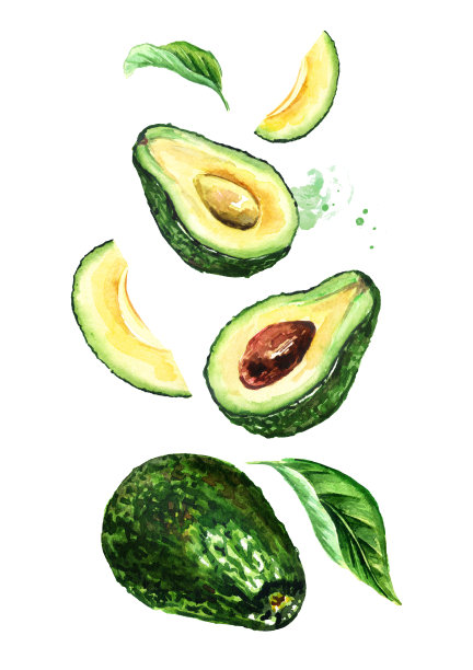 会飞的牛油果，切片和叶子。水彩手绘插图孤立的白色背景图片下载