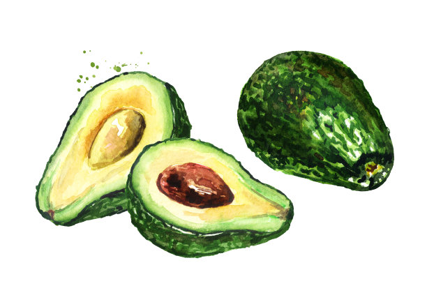 新鲜成熟的鳄梨。水彩手绘插图孤立的白色背景图片下载