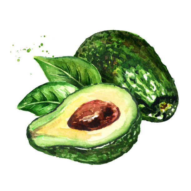 带叶子的新鲜成熟鳄梨。水彩手绘插图，孤立的白色背景图片下载