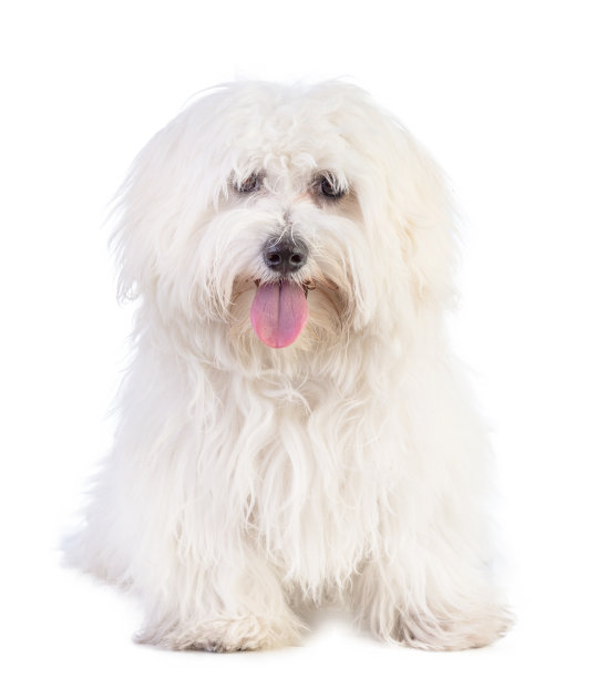 年轻的马耳他比雄坐着图片下载