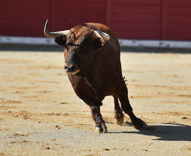 西班牙斗牛图片下载