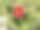 山茶花。一只花的花瓶。图片下载