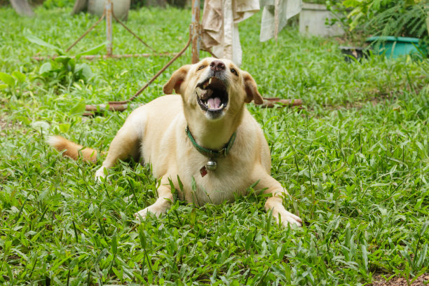 狗在后院啃骨头。图片下载