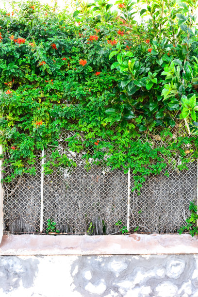 墙上茂盛的藤蔓植物图片下载