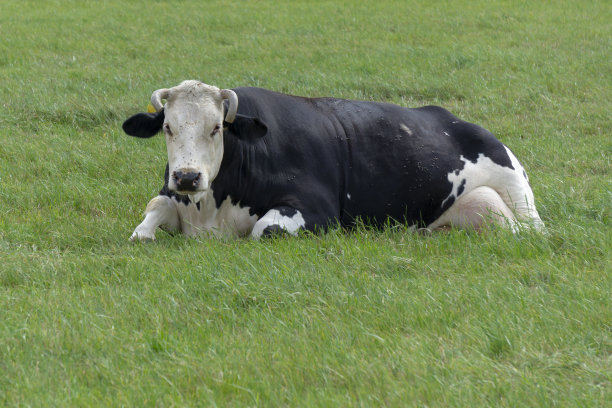 在德国的牧场上放牛。图片下载