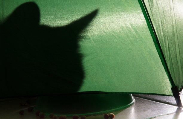 绿色背景上的猫的影子图片下载