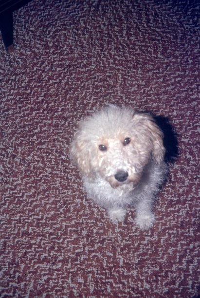 一只白色的狗在灰棕色的地毯上图片下载