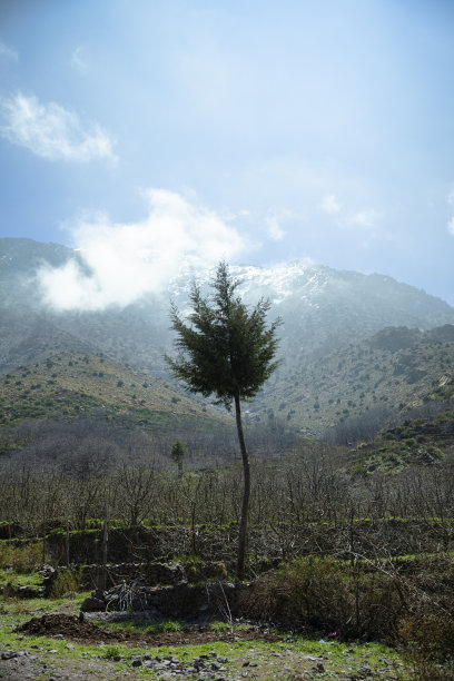 阿特拉斯高山上的一棵孤独的树图片下载