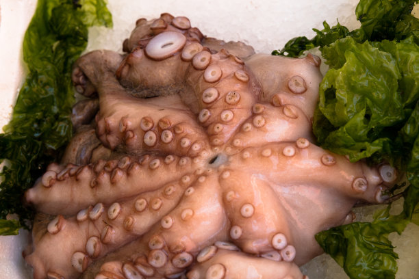 鱼市的八达通图片下载