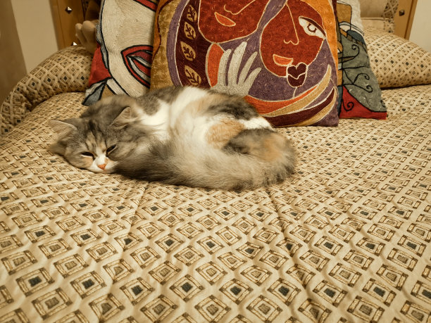 在床上睡觉的可爱白色小猫美景图片下载