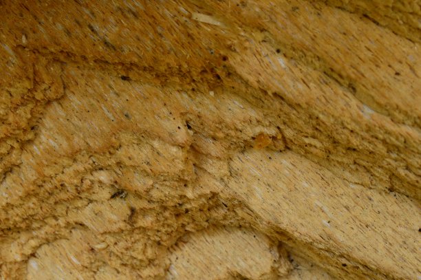 云杉树干断裂处的图案天然木纹图片下载