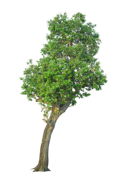 树孤立在一个白色背景与剪切路径图片下载