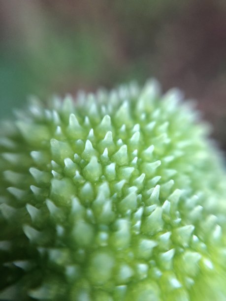 特写镜头的种子图片下载