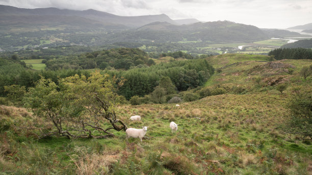 9月一个下雨的下午，从斯诺登尼亚悬崖步道俯瞰Barmouth和Coed-y-Brenin森林的风景图片图片下载