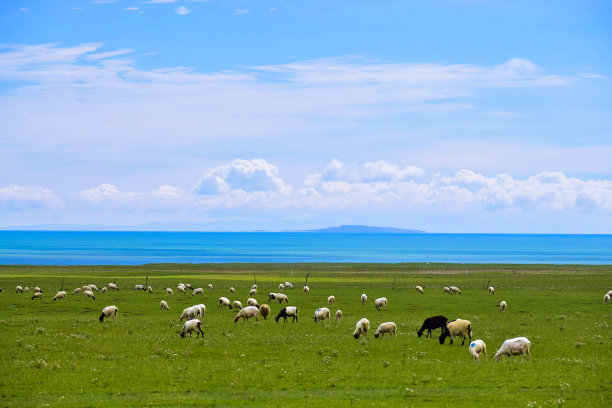 湖岸上的一群羊图片下载