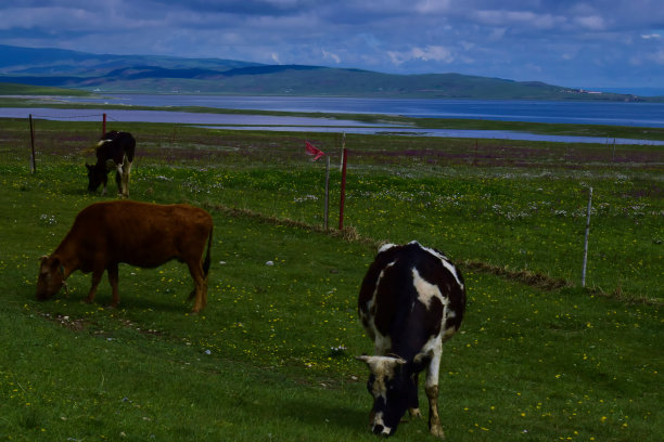 湖岸边的奶牛图片下载