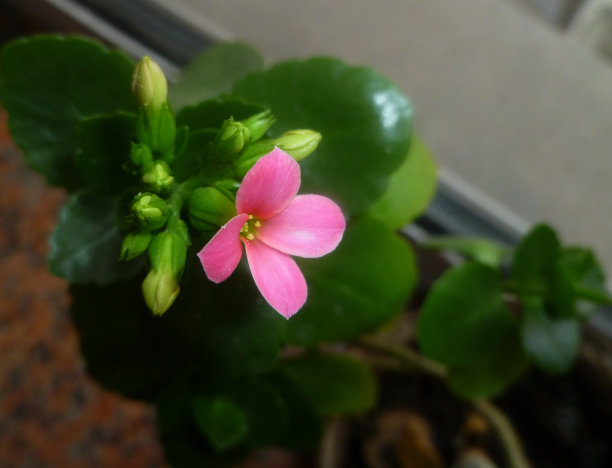 粉红色的肉质小花图片下载