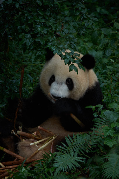 中国大熊猫繁育研究基地的大熊猫图片下载