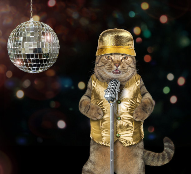 猫在舞台上唱歌图片下载