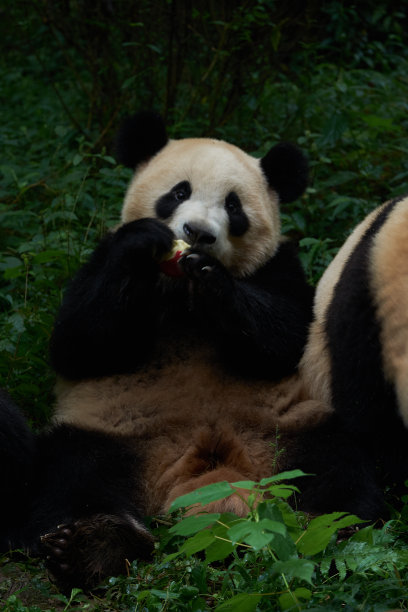 中国大熊猫繁育研究基地的大熊猫图片下载
