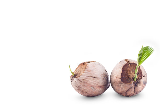 椰苗准备种植在白色背景农业隔离种植图片下载