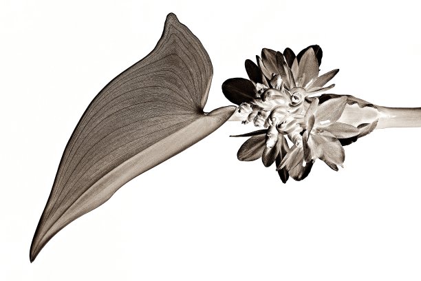 叶花枝闭合(深褐色)图片下载