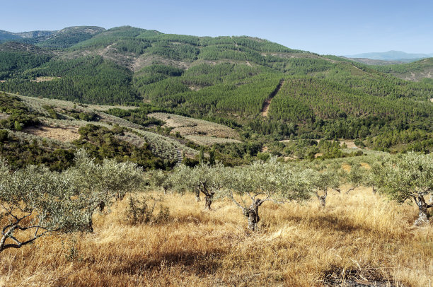 橄榄树图片下载