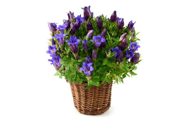 蓝色龙胆花盆图片下载