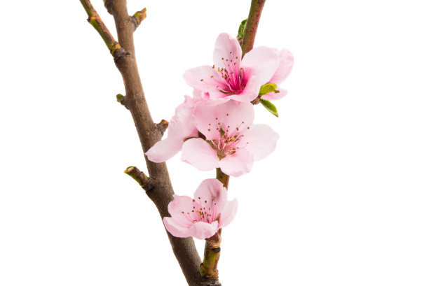 樱花花朵孤立图片下载