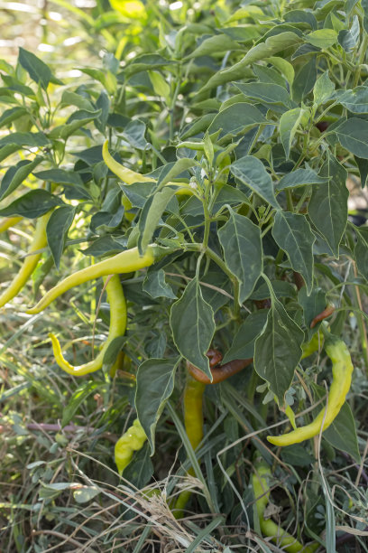 青鲜辣椒田，农业。自然的农场的照片。图片下载