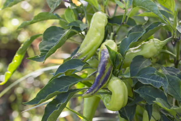 青鲜辣椒田，农业。自然的农场的照片。图片下载