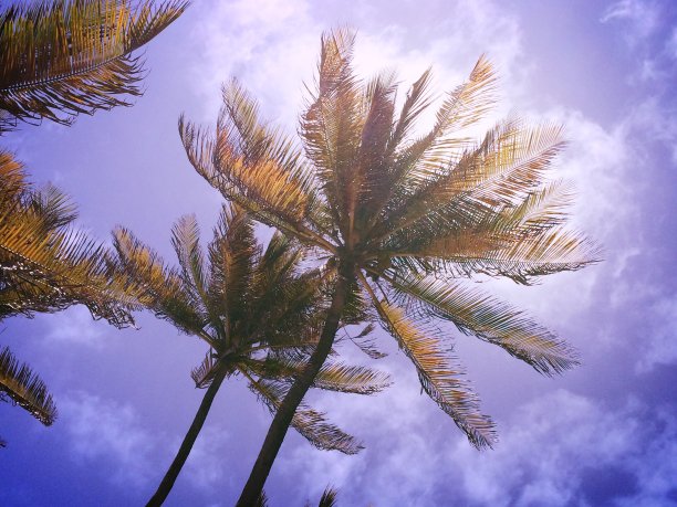 在风中起舞图片下载